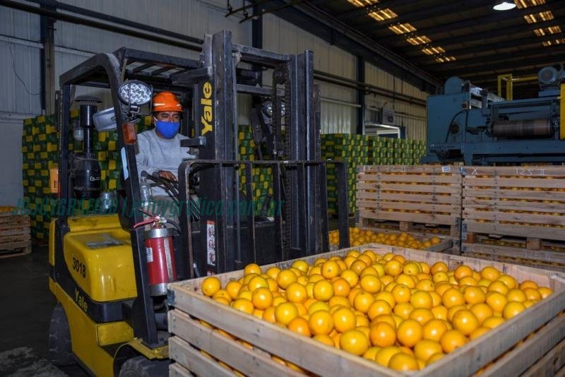 Ledesma reporta récord de producción de cítricos en Jujuy, impulsada por mejores lluvias 3 Ledesma reporta récord de producción de cítricos en Jujuy, impulsada por mejores lluvias 3